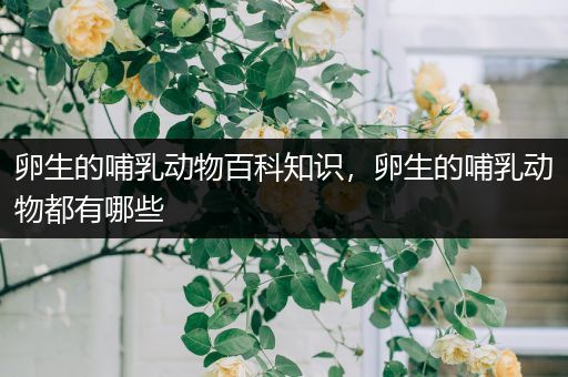 卵生的哺乳动物百科知识，卵生的哺乳动物都有哪些