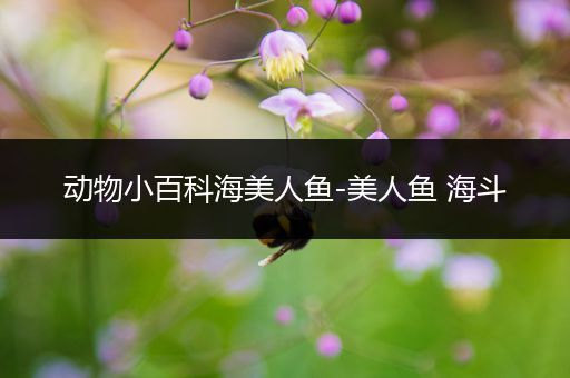 动物小百科海美人鱼-美人鱼 海斗