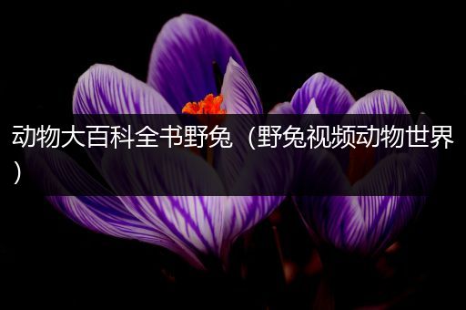 动物大百科全书野兔（野兔视频动物世界）