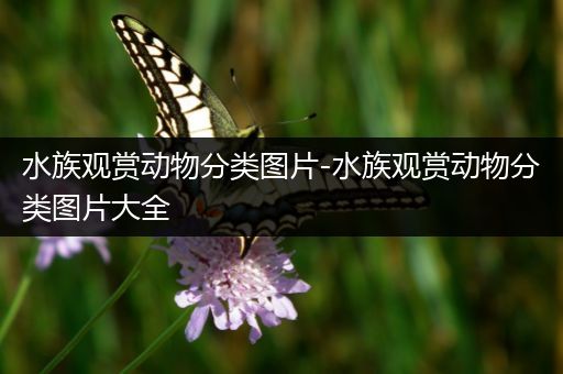 水族观赏动物分类图片-水族观赏动物分类图片大全
