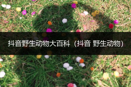 抖音野生动物大百科（抖音 野生动物）