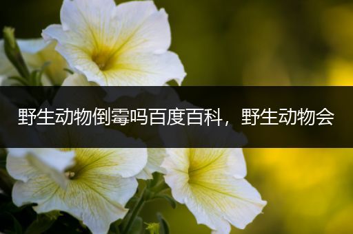 野生动物倒霉吗百度百科，野生动物会