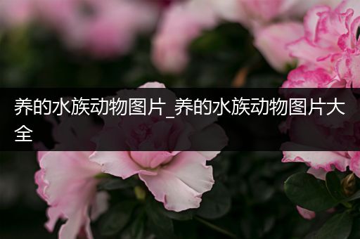 养的水族动物图片_养的水族动物图片大全
