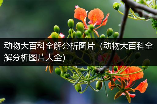 动物大百科全解分析图片（动物大百科全解分析图片大全）