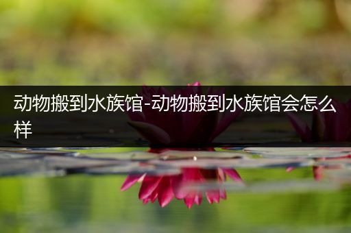 动物搬到水族馆-动物搬到水族馆会怎么样
