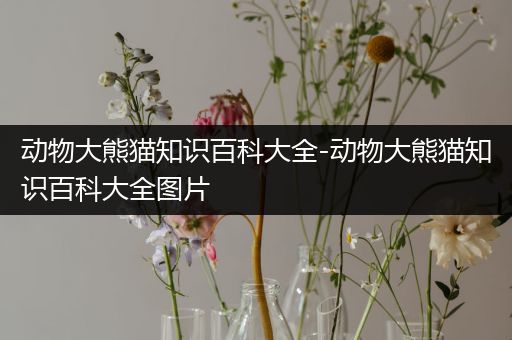 动物大熊猫知识百科大全-动物大熊猫知识百科大全图片