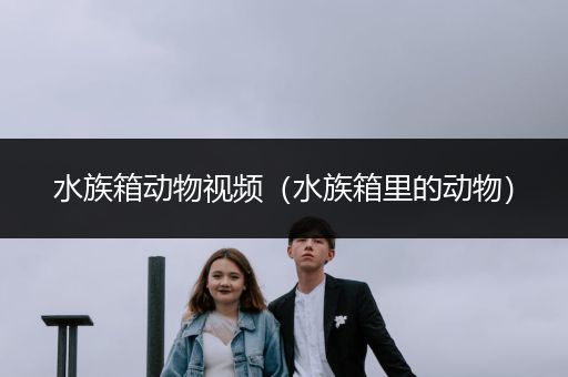 水族箱动物视频（水族箱里的动物）
