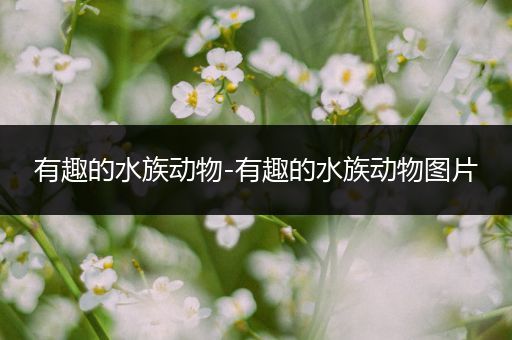 有趣的水族动物-有趣的水族动物图片