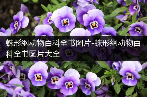 蛛形纲动物百科全书图片-蛛形纲动物百科全书图片大全