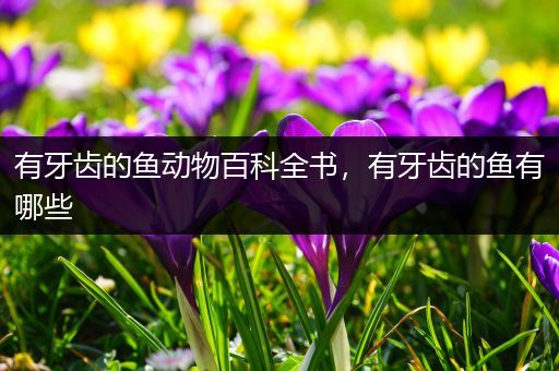 有牙齿的鱼动物百科全书，有牙齿的鱼有哪些