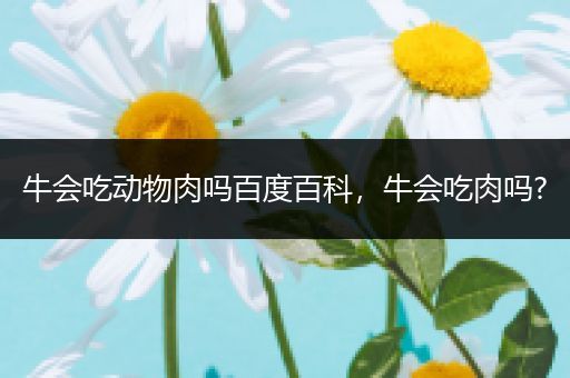 牛会吃动物肉吗百度百科，牛会吃肉吗?