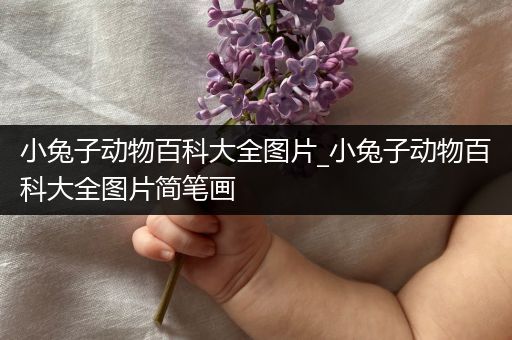 小兔子动物百科大全图片_小兔子动物百科大全图片简笔画