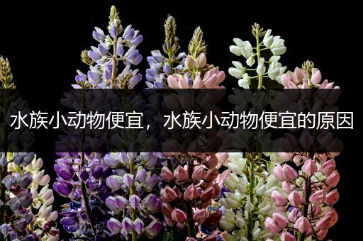 水族小动物便宜，水族小动物便宜的原因