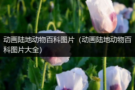 动画陆地动物百科图片（动画陆地动物百科图片大全）