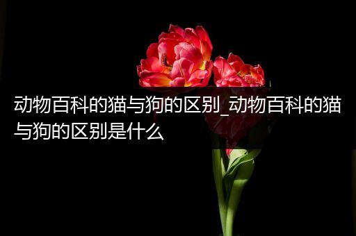 动物百科的猫与狗的区别_动物百科的猫与狗的区别是什么
