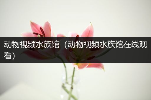 动物视频水族馆（动物视频水族馆在线观看）