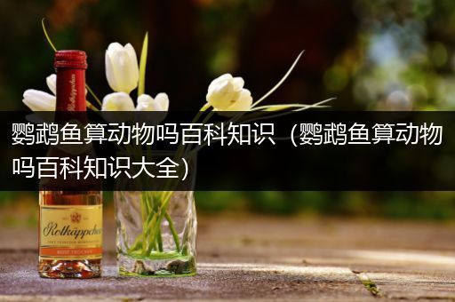 鹦鹉鱼算动物吗百科知识（鹦鹉鱼算动物吗百科知识大全）