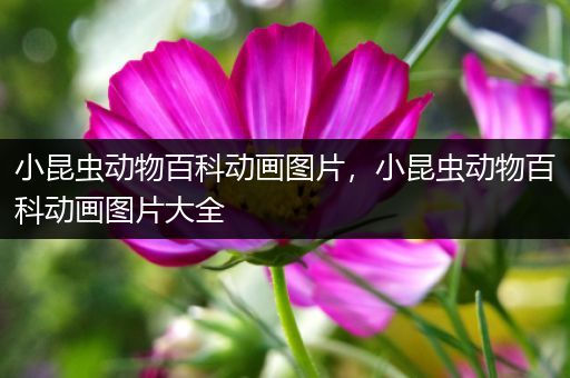 小昆虫动物百科动画图片，小昆虫动物百科动画图片大全