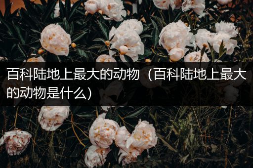 百科陆地上最大的动物（百科陆地上最大的动物是什么）