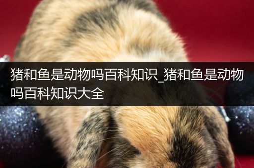 猪和鱼是动物吗百科知识_猪和鱼是动物吗百科知识大全