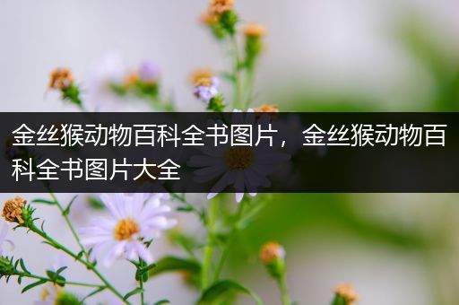 金丝猴动物百科全书图片，金丝猴动物百科全书图片大全