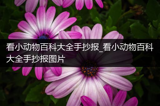 看小动物百科大全手抄报_看小动物百科大全手抄报图片