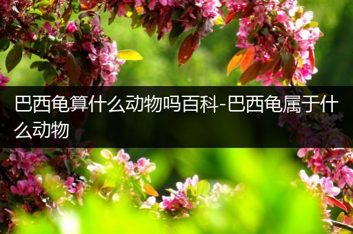 巴西龟算什么动物吗百科-巴西龟属于什么动物