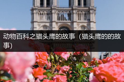 动物百科之猫头鹰的故事（猫头鹰的的故事）