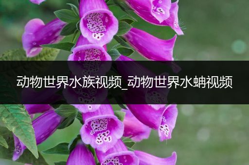 动物世界水族视频_动物世界水蚺视频