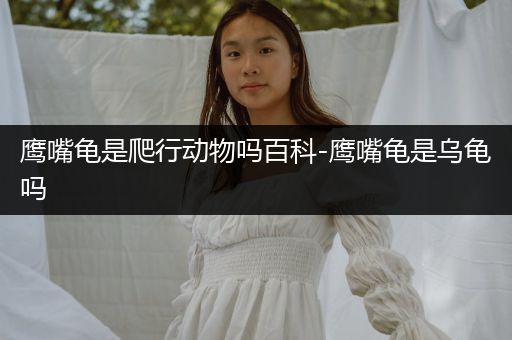 鹰嘴龟是爬行动物吗百科-鹰嘴龟是乌龟吗