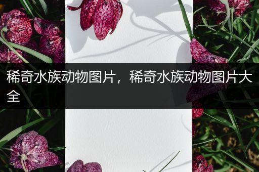 稀奇水族动物图片，稀奇水族动物图片大全
