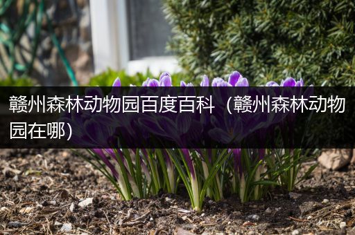 赣州森林动物园百度百科（赣州森林动物园在哪）
