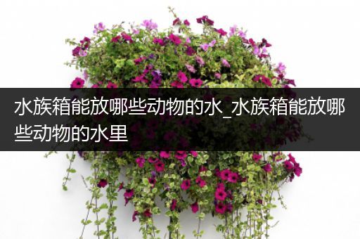 水族箱能放哪些动物的水_水族箱能放哪些动物的水里