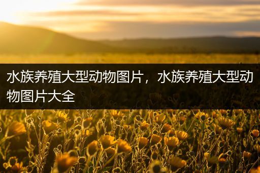 水族养殖大型动物图片，水族养殖大型动物图片大全