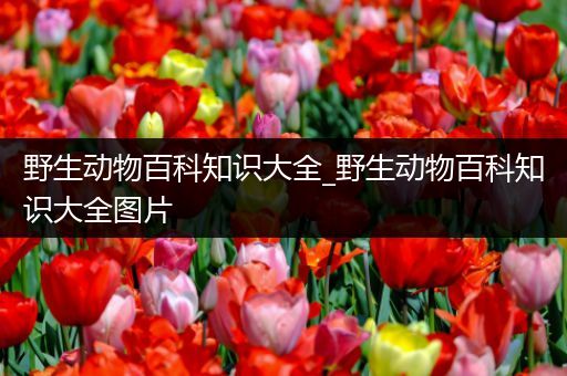 野生动物百科知识大全_野生动物百科知识大全图片