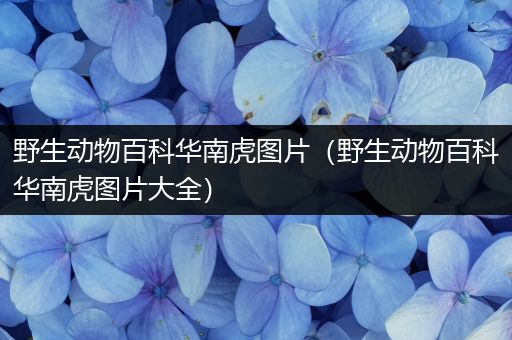 野生动物百科华南虎图片（野生动物百科华南虎图片大全）