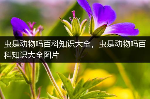 虫是动物吗百科知识大全，虫是动物吗百科知识大全图片