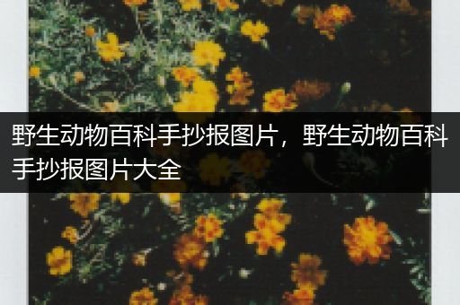 野生动物百科手抄报图片，野生动物百科手抄报图片大全