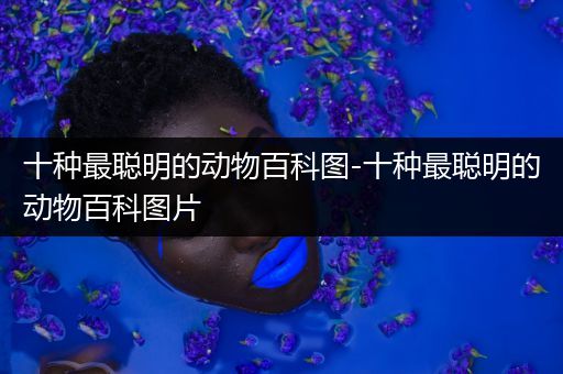 十种最聪明的动物百科图-十种最聪明的动物百科图片