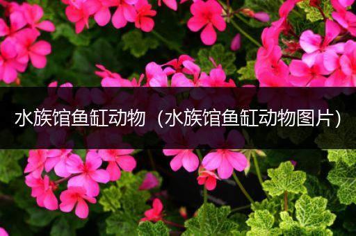 水族馆鱼缸动物（水族馆鱼缸动物图片）