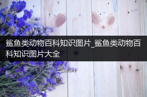 鲨鱼类动物百科知识图片_鲨鱼类动物百科知识图片大全