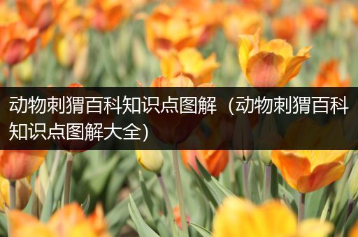 动物刺猬百科知识点图解（动物刺猬百科知识点图解大全）