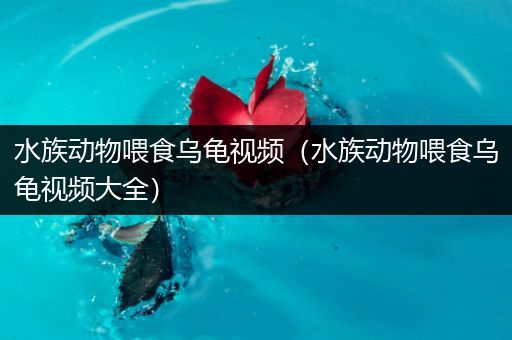 水族动物喂食乌龟视频（水族动物喂食乌龟视频大全）