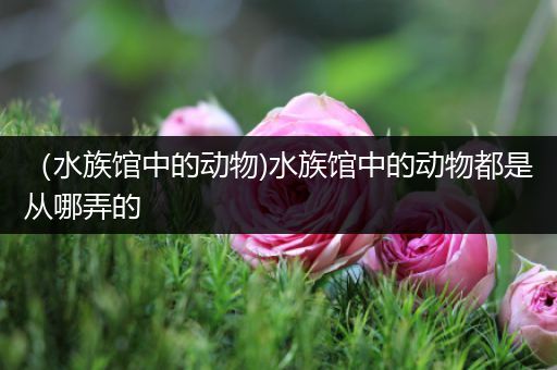 （水族馆中的动物)水族馆中的动物都是从哪弄的