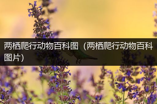 两栖爬行动物百科图（两栖爬行动物百科图片）