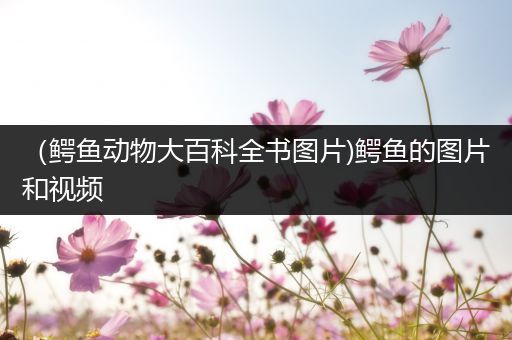（鳄鱼动物大百科全书图片)鳄鱼的图片和视频