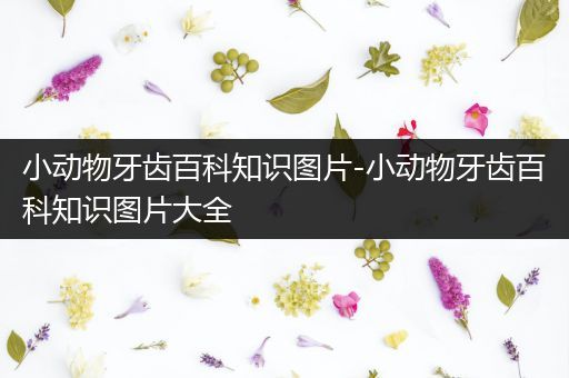 小动物牙齿百科知识图片-小动物牙齿百科知识图片大全