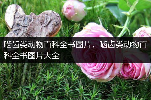 啮齿类动物百科全书图片，啮齿类动物百科全书图片大全