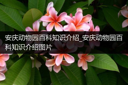 安庆动物园百科知识介绍_安庆动物园百科知识介绍图片