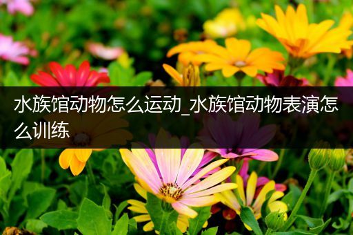 水族馆动物怎么运动_水族馆动物表演怎么训练